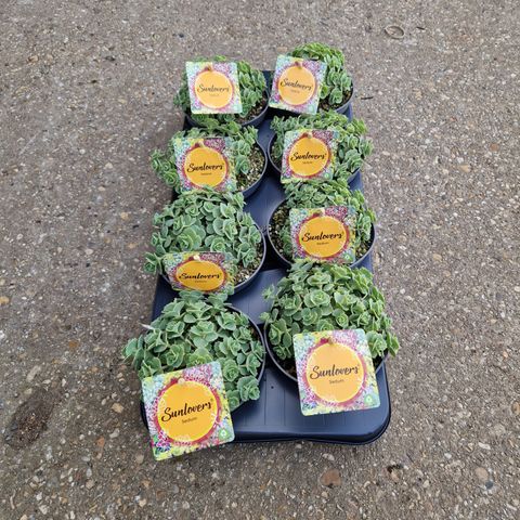 Sedum sieboldii