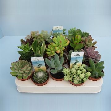 Succulents MIX