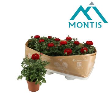 Ranunculus asiaticus 'Sprinkles Red'