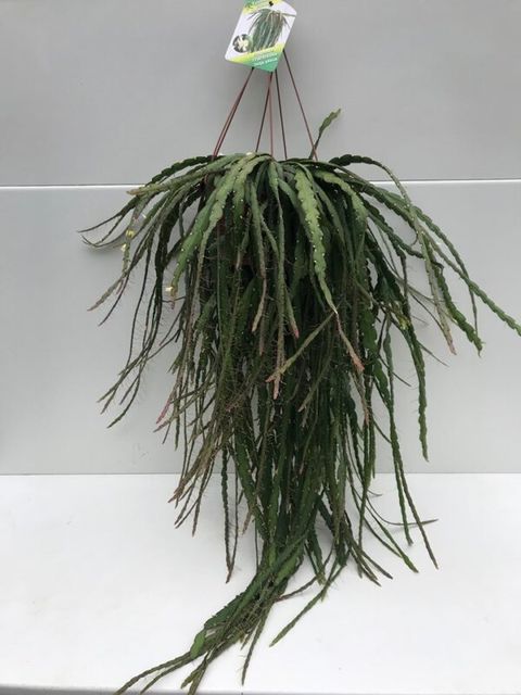 Rhipsalis cruciformis
