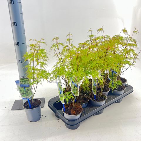 Acer palmatum 'Emerald Lace'