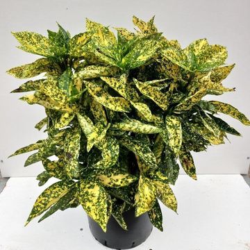 Aucuba japonica 'Crotonifolia'