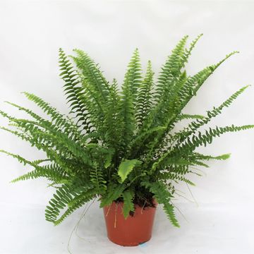 Nephrolepis exaltata 'Green Lady'