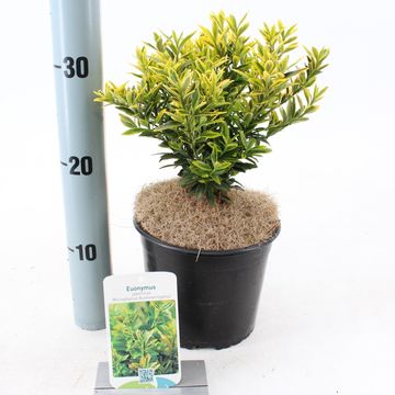 Euonymus japonicus 'Microphyllus Aureovariegatus'