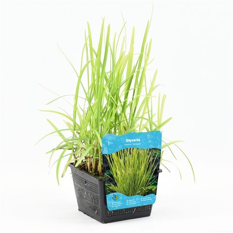 Glyceria maxima 'Variegata'