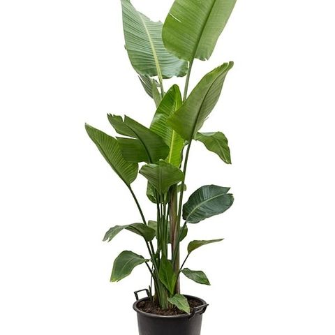 Strelitzia nicolai — Plant Wholesale FlorAccess