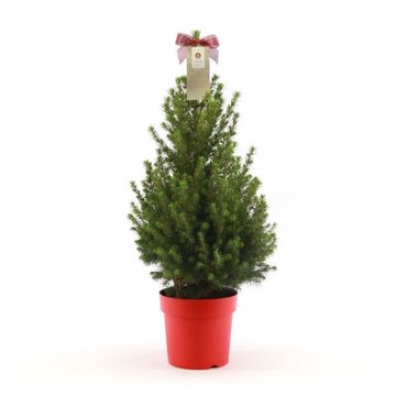 Picea glauca DECEMBER
