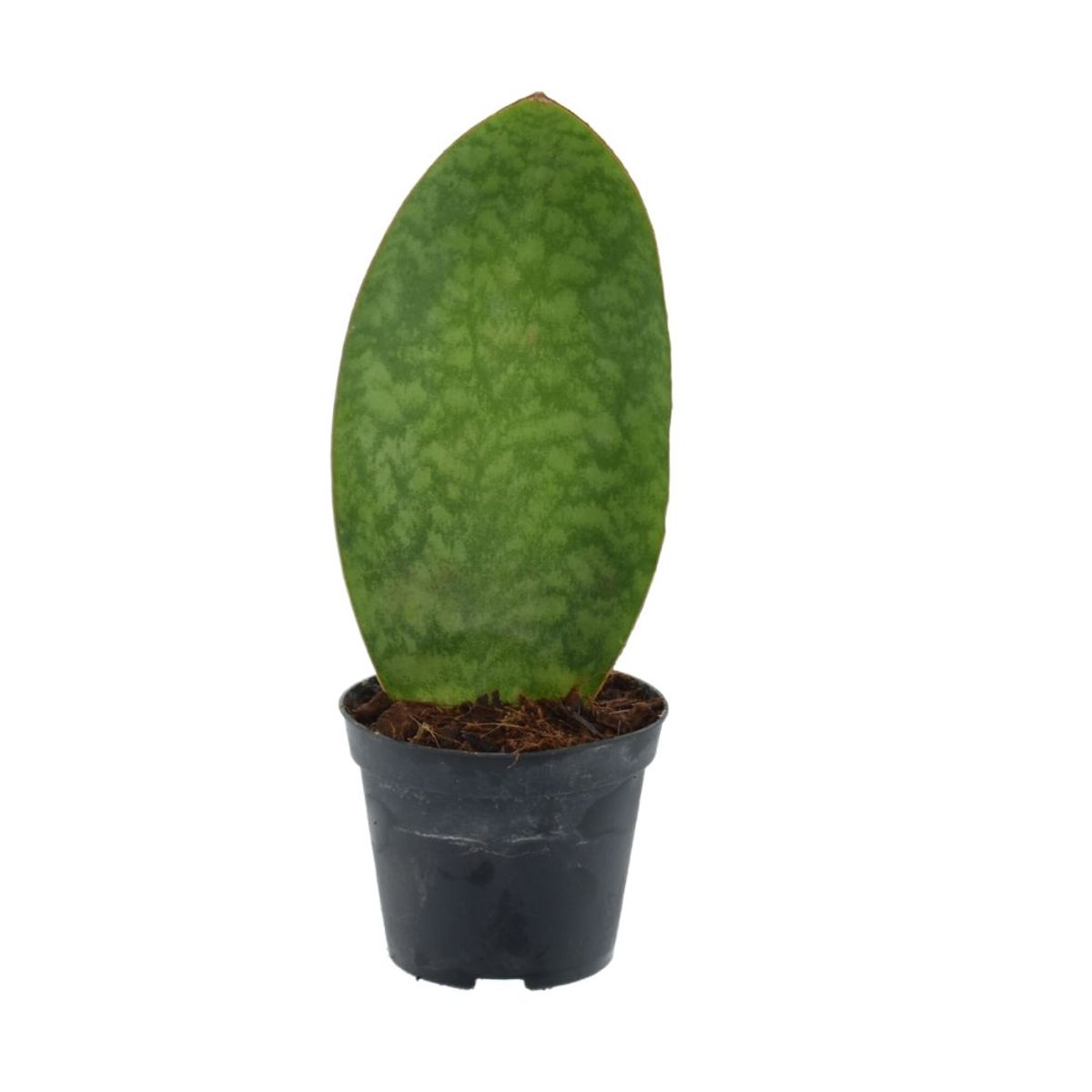 Sansevieria masoniana 'Whale Fin' — Plant Wholesale FlorAccess