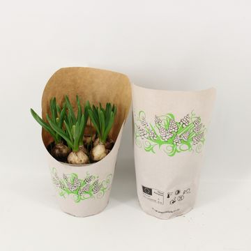 Muscari 'White Magic'