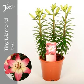 Lilium 'Tiny Diamond'