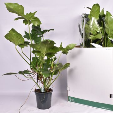 Philodendron 'Green Dragon'