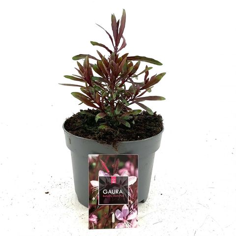 Gaura lindheimeri BABY BUTTERFLY DARK PINK