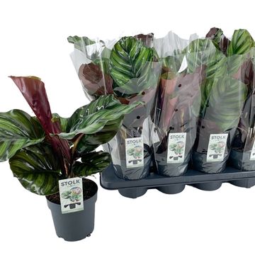 Calathea fasciata