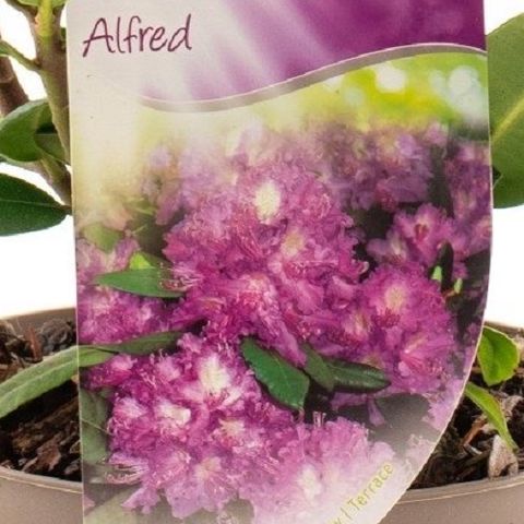 Rhododendron 'Alfred' (Dool Botanic)
