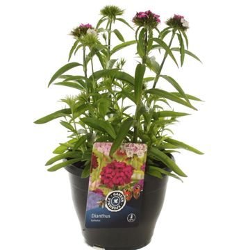 Dianthus barbatus 'Dash Magician'