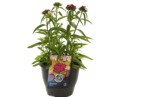 Dianthus barbatus 'Dash Magician'