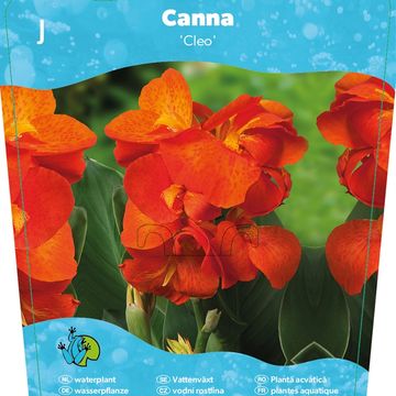 Canna 'Cannasol Happy Cleo'