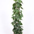 Filodendron scandens