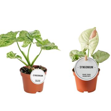 Syngonium MIX