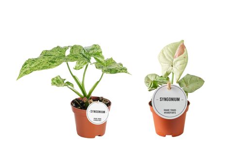 Syngonium MIX