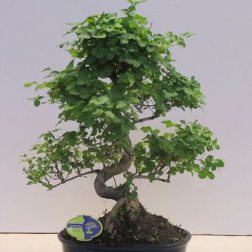 Ligustrum sinense