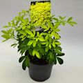 Choisya ternata SUNDANCE