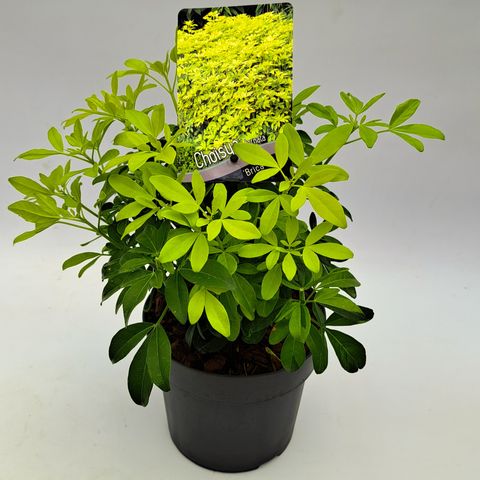 Choisya ternata SUNDANCE