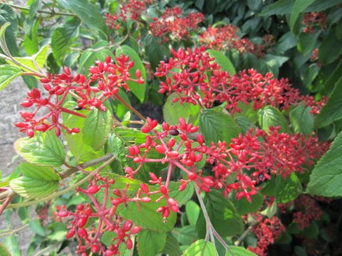 Viburnum plicatum KILIMANDJARO