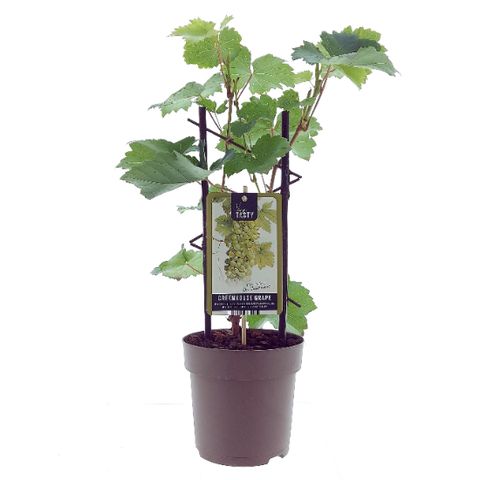 Vitis 'Dr. Smidtmans'