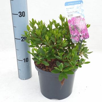 Rhododendron GEISHA PURPLE (AJ)