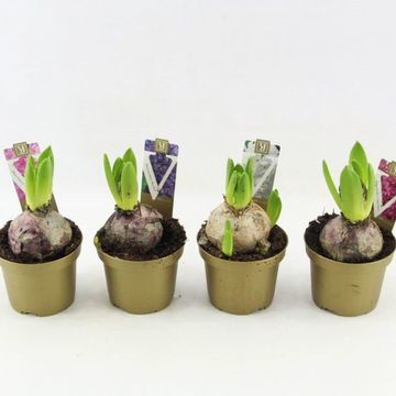 Hyacinthus Giacinto comune MIX