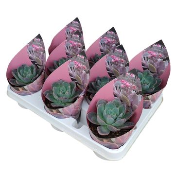 Echeveria BLUE PRINCE