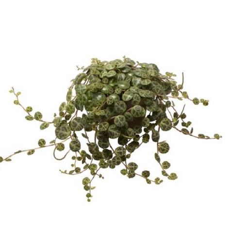 Peperomia prostrata (Gasa DK)