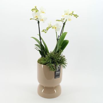 Arrangement Phalaenopsis