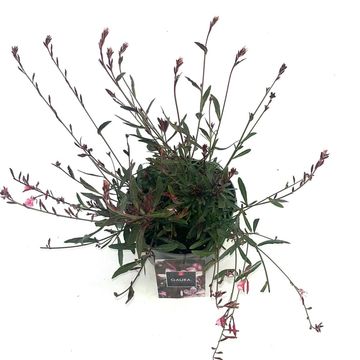 Gaura lindheimeri 'Siskiyou Pink'