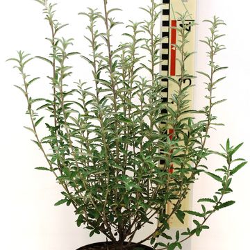 Olearia x scilloniensis