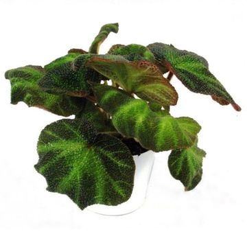 Begonia 'Decora'