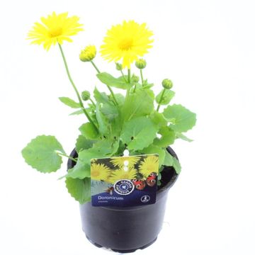 Doronicum orientale 'Leonardo'