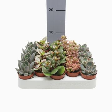 Succulente MIX