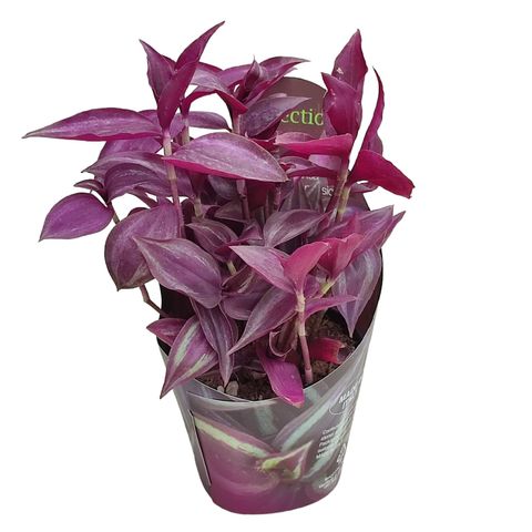 Tradescantia 'Purple Passion'