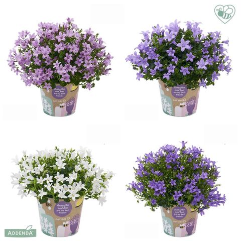 Campanula portenschlagiana AMBELLA MIX