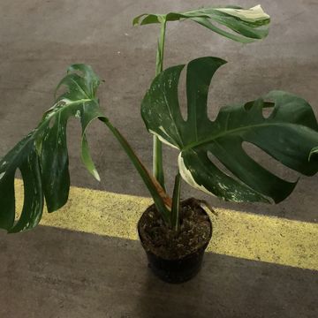 Monstera deliciosa 'Variegata'
