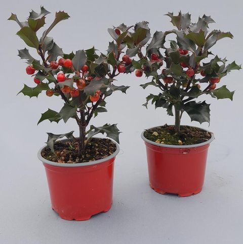 Ilex aquifolium