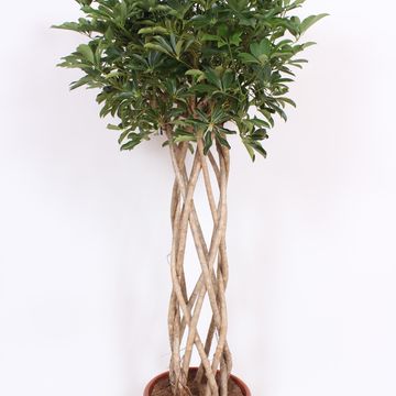 Schefflera arboricola 'Compacta'