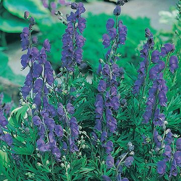 Aconitum henryi 'Spark's Variety'