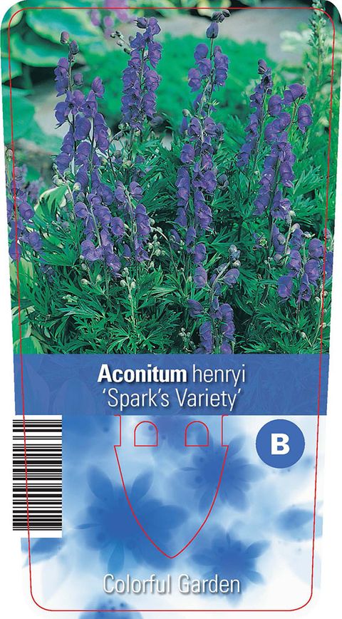 Aconitum henryi 'Spark's Variety'