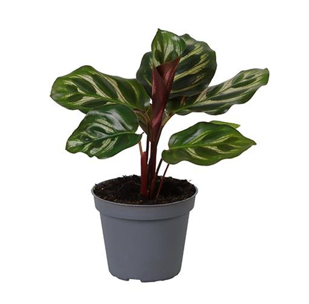 Calathea makoyana  Pflanzengrohandel FlorAccess