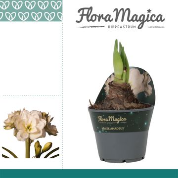 Hippeastrum 'White Amadeus'