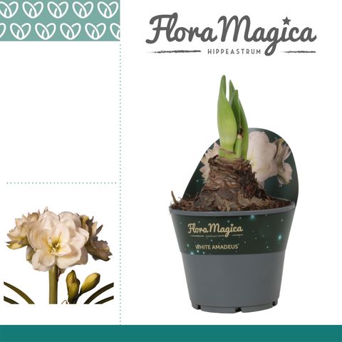 Hippeastrum 'White Amadeus'