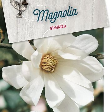 Magnolia stellata